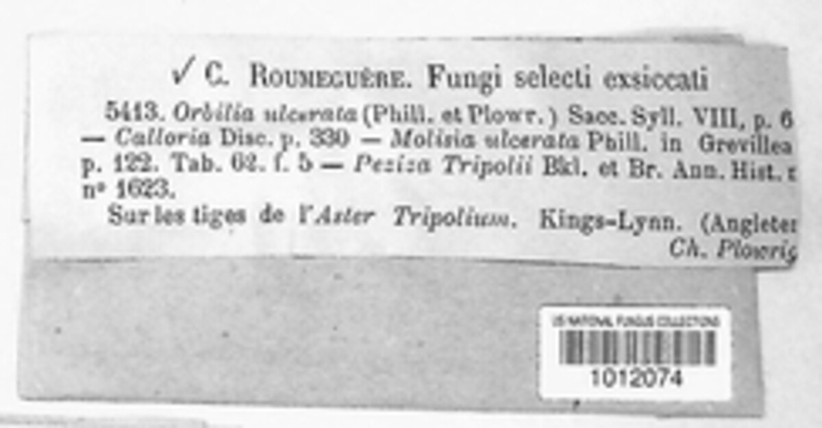Ploettnera solidaginis image